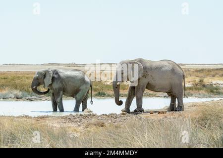 Elefanti africani del bush (Loxodonta Africana) che giocano in una buca d'acqua nel Parco Nazionale di Etosha, Namibia, Africa sudoccidentale Foto Stock