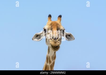 Primo piano ritratto di una giraffa angolana che guarda la telecamera, con un cielo blu senza nuvole, il Parco Nazionale di Etosha, Namibia Foto Stock