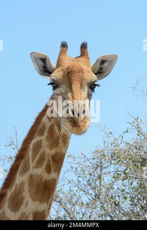 Primo piano ritratto di una giraffa angolana che guarda la telecamera, con un cielo blu senza nuvole, il Parco Nazionale di Etosha, Namibia Foto Stock