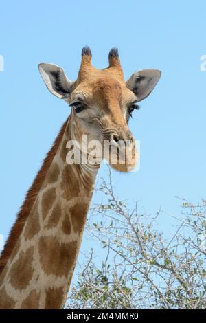 Primo piano ritratto di una giraffa angolana che guarda la telecamera, con un cielo blu senza nuvole, il Parco Nazionale di Etosha, Namibia Foto Stock