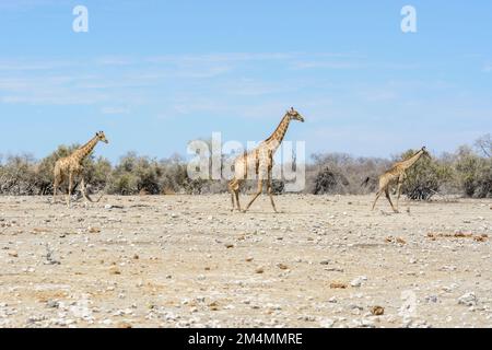 Giraffe angolane (Giraffa camelopardalis angolensis o Giraffa giraffa angolensis), aka giraffe Namibia, Parco Nazionale Etosha, Namibia Foto Stock