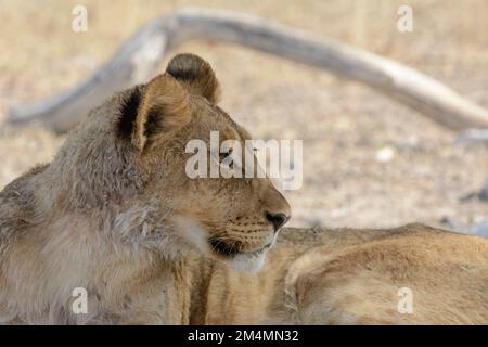 Una leonessa africana (Panthera leo) che si rilassa all'ombra di un albero nel Parco Nazionale di Etosha, Namibia, Africa sudoccidentale Foto Stock