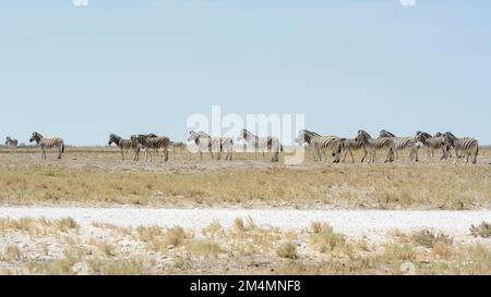 Mandria o abbagliamento delle zebre di Burchell (Equus quagga burchellii) in attesa del loro turno per bere in una buca d'acqua nel Parco Nazionale di Etosha, Namibia Foto Stock