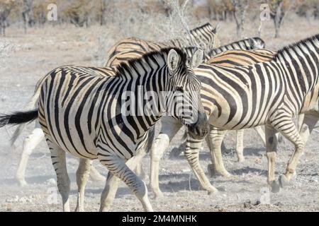 Mandria o abbagliamento delle zebre di Burchell (Equus quagga burchellii) nel Parco Nazionale di Etosha, Namibia. Aka bontequagga e Damaraland zebra Foto Stock