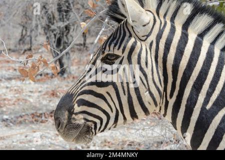 Ritratto ravvicinato di uno zebra di Burchell (Equus quagga burchellii) in Namibia. Conosciuto anche come bontequagga e zebra del Damaraland Foto Stock