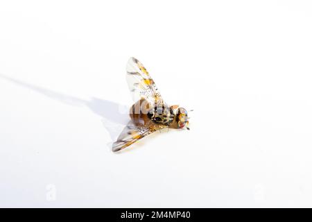 Esemplare di Ceratite capitata, la mosca o la mosca mediterranea, causa di danni economici all'agricoltura. Specie di erbaccia di frutta Foto Stock