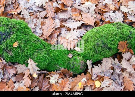Ancient Oak Woodland primo piano dettagli di alberi Cannock Chase AONB (zona di straordinaria bellezza naturale) in Staffordshire Inghilterra Regno Unito Foto Stock