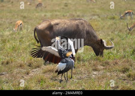 African buffalo (Syncerus caffer). Questo grande erbivoro mangia soprattutto erba, sebbene la sua dieta comprende anche foglie e germogli. Essa vive nei pressi delle foreste di un Foto Stock