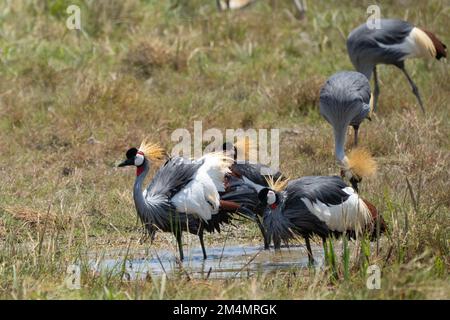 Gru coronata grigia AKA gru coronata africana orientale (Baleari regolorum). Entrambi i sessi hanno la cresta fan-like sulla loro testa che dà questo bir Foto Stock