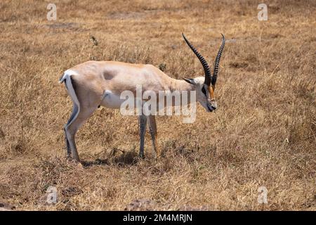 La gazzella di Grant (Nanger granti) è una specie di gazzella distribuita dalla Tanzania settentrionale al Sudan meridionale e all'Etiopia, e dalla costa keniota a L. Foto Stock
