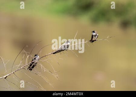 La sabbia martin (Riparia riparia), conosciuta anche come la banca inghiottire (nelle Americhe), sabbia collata martin, o sabbia comune martin, è un passe migratorio Foto Stock