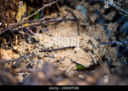 Girando un palo termofilico di composto di fotoricettore di alimento del suolo pieno di microrganismi, in America ed in Australia. in primavera Foto Stock