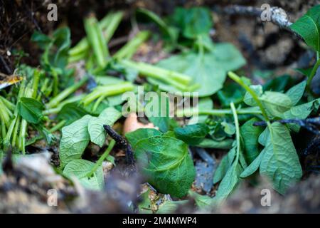 Girando un palo termofilico di composto di fotoricettore di alimento del suolo pieno di microrganismi, in America ed in Australia. in primavera Foto Stock