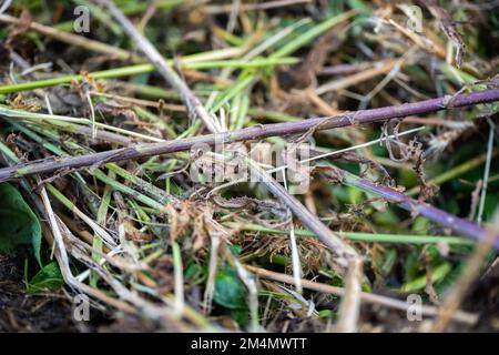 Girando un palo termofilico di composto di fotoricettore di alimento del suolo pieno di microrganismi, in America ed in Australia. in primavera Foto Stock