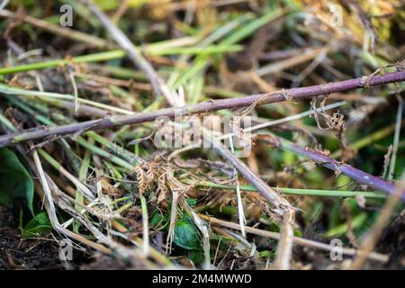 Girando un palo termofilico di composto di fotoricettore di alimento del suolo pieno di microrganismi, in America ed in Australia. in primavera Foto Stock