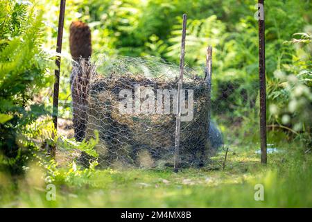 Girando un palo termofilico di composto di fotoricettore di alimento del suolo pieno di microrganismi, in America ed in Australia. in primavera Foto Stock