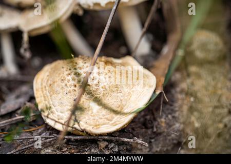 funghi in una foresta. funghi nel cespuglio in australia Foto Stock