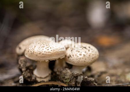 funghi in una foresta. funghi nel cespuglio in australia Foto Stock