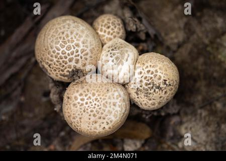 funghi in una foresta. funghi nel cespuglio in australia Foto Stock