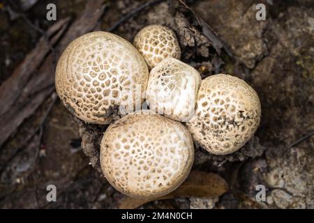 funghi in una foresta. funghi nel cespuglio in australia Foto Stock