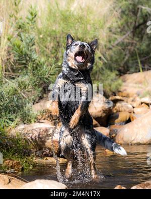 Australian Cattle Dog (Blue Heeler) saltando in aria giocando cattura in un ruscello, di fronte alla telecamera. Foto Stock