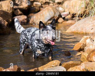 Australian Cattle Dog (Blue Heeler) in piedi in un fiume che guarda felice e attento. Foto Stock