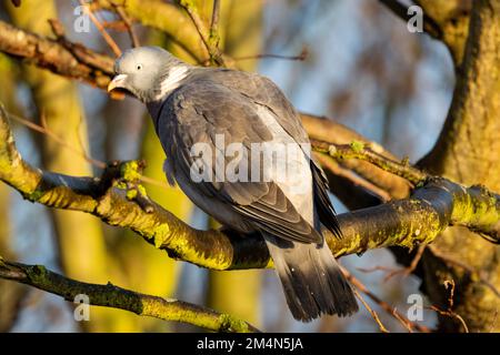 Il Pigeon di legno è la più grande famiglia di colombi d'Europa e sono comuni sia in ambiente urbano che rurale. Il loro piumaggio è sottile rosa e grigio Foto Stock