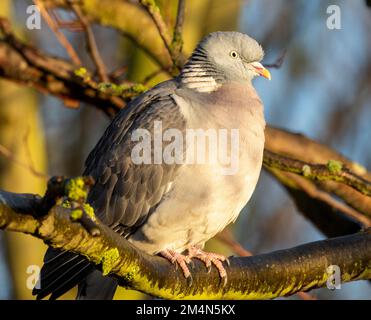 Il Pigeon di legno è la più grande famiglia di colombi d'Europa e sono comuni sia in ambiente urbano che rurale. Il loro piumaggio è sottile rosa e grigio Foto Stock