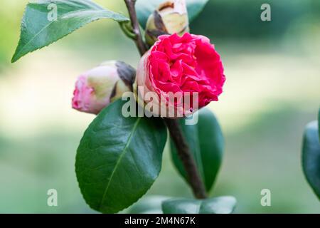 Vista in primo piano di splendidi fiori rossi di camelia o fiori di camelia con foglie verdi in primavera. Foto Stock