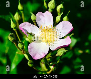 Un primo piano di un petalo rosa pastello Lyda Rose, circondato da germogli, in giardino in una giornata di sole Foto Stock