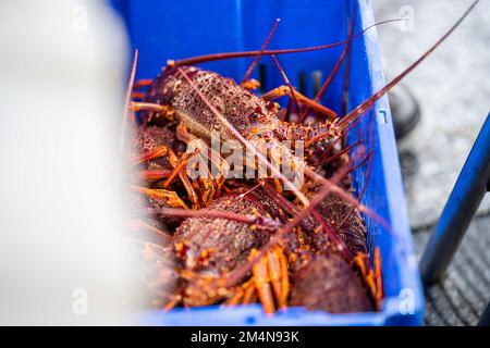 scaricare una barca da pesca e utilizzare bilance per pesare aragosta. Cattura aragosta dal vivo in America. Gamberi di pesca in Tasmania Australia. pronto per la cine Foto Stock