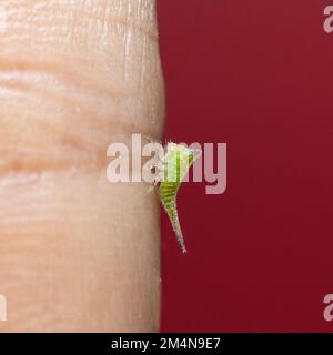 Ninfa di un trichopper a tre corna su piccola foto di stock di dito Foto Stock