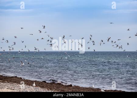 Gabbiani che volano sopra il Mar Baltico e la Costa di sabbia, Germania, Europa Foto Stock