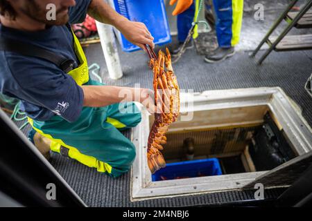 scaricare una barca da pesca e utilizzare bilance per pesare aragosta. Cattura aragosta dal vivo in America. Gamberi di pesca in Tasmania Australia. pronto per la cine Foto Stock