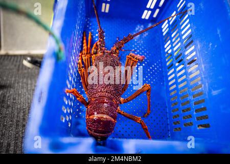 scaricare una barca da pesca e utilizzare bilance per pesare aragosta. Cattura aragosta dal vivo in America. Gamberi di pesca in Tasmania Australia. pronto per la cine Foto Stock