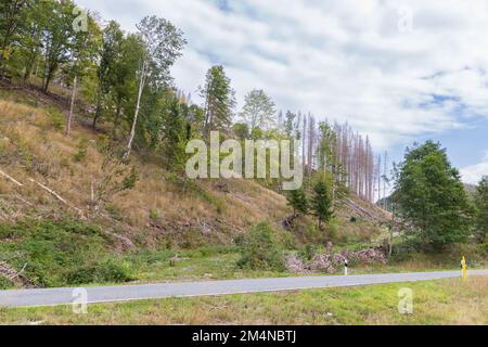 Alberi di abete rosso morenti come risultato cambiamento climatico e abbaio coleotteri nel massiccio di Brocken Harz Parco Nazionale in Germania Foto Stock