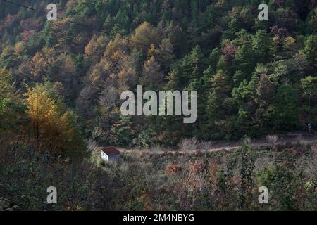 Una vista drone della bella scena naturale con una piccola casa circondata da pini nella foresta Foto Stock