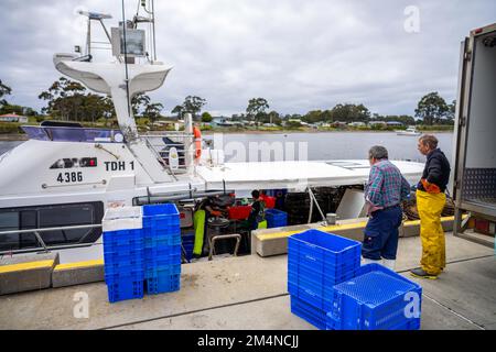 scaricare una barca da pesca e utilizzare bilance per pesare aragosta. Cattura aragosta dal vivo in America. Gamberi di pesca in Tasmania Australia. pronto per la cine Foto Stock