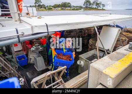 scaricare una barca da pesca e utilizzare bilance per pesare aragosta. Cattura aragosta dal vivo in America. Gamberi di pesca in Tasmania Australia. pronto per la cine Foto Stock