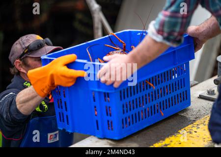 scaricare una barca da pesca e utilizzare bilance per pesare aragosta. Cattura aragosta dal vivo in America. Gamberi di pesca in Tasmania Australia. pronto per la cine Foto Stock