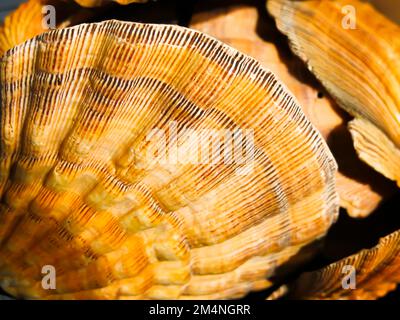 Orange Lion's Paw - conchiglie di mare Foto Stock