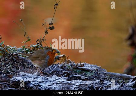 Robin Redbreast (Erithacus rubecula) in un ambiente invernale Foto Stock