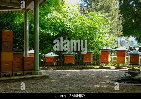 Alveari di api, apiario nei Giardini di Lussemburgo, Parigi, Francia. Foto Stock