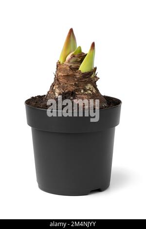 Verde amaryllis bulbo con tre boccioli in vaso primo piano isolato su sfondo bianco Foto Stock