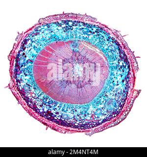 Fusto di pino, sezione trasversale, 20X micrografia leggera. Albero di conifere del genere Pinus della famiglia Pinaceae, C.S. al microscopio ottico. Foto Stock