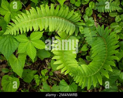 TN00143-00....Tennessee - particolare di copertura mista nel Parco Nazionale delle Great Smoky Mountains. Foto Stock