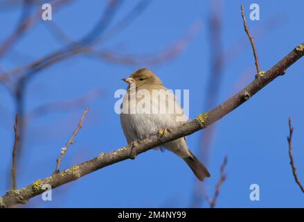 Il chaffinch comune siede su un albero. Bellissimo songbird comune chaffinch nella fauna selvatica. Il chaffinch comune o semplicemente il chaffinch, nome latino Fringilla c Foto Stock