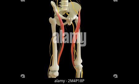 Sartorius anatomia muscolare per l'illustrazione del concetto medico 3D Foto Stock