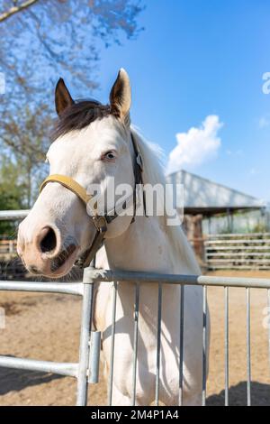 Un bel cavallo bianco con occhi di colore cielo. Foto Stock