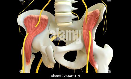 Anatomia muscolare di Iliacus per l'illustrazione del concetto medico 3D Foto Stock